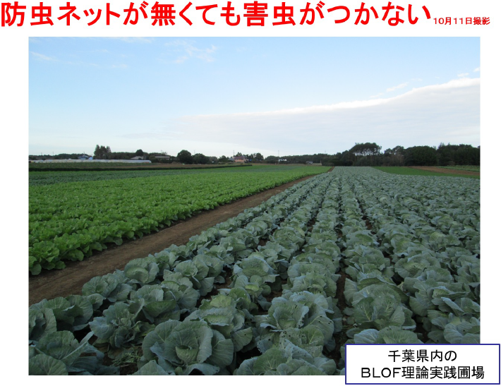 防虫ネットが無くても害虫がつかない